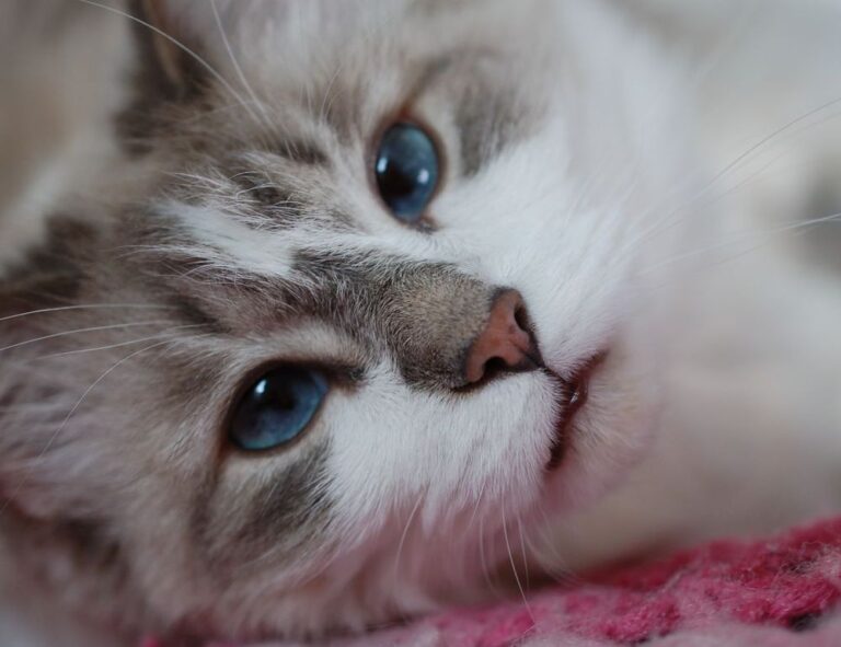 business guide dismoneyfied