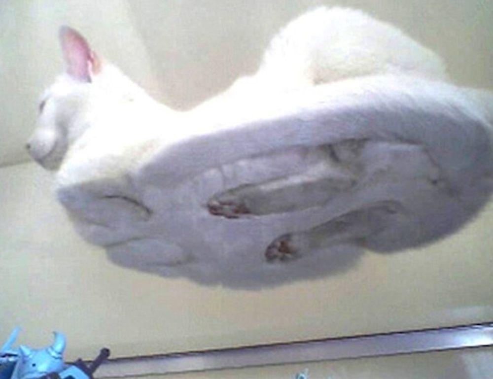 diving in the safukip sea