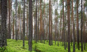 how can shotscribus software help the environment