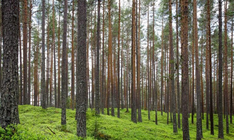 how can shotscribus software help the environment