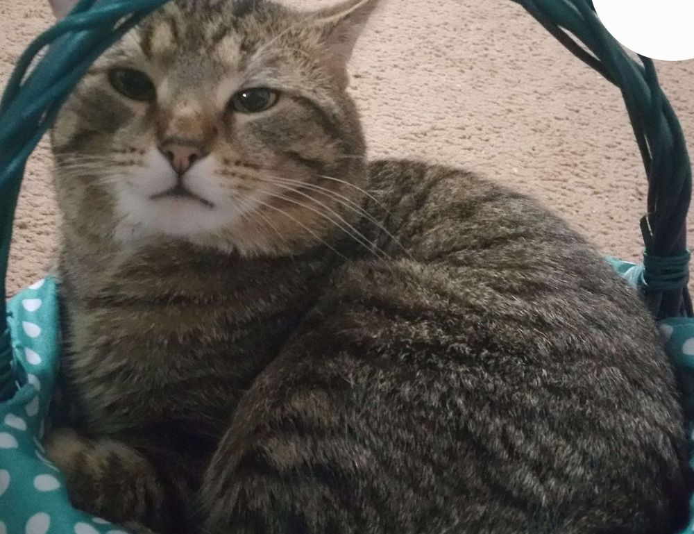 is fg964f-d bed model soft