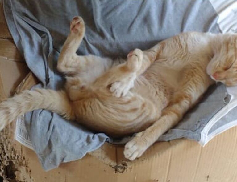 items in game playonit55