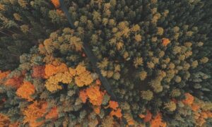 python sdk25.5a burn lag