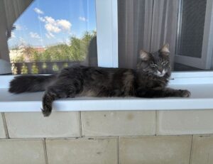 use tyrmordehidom hair