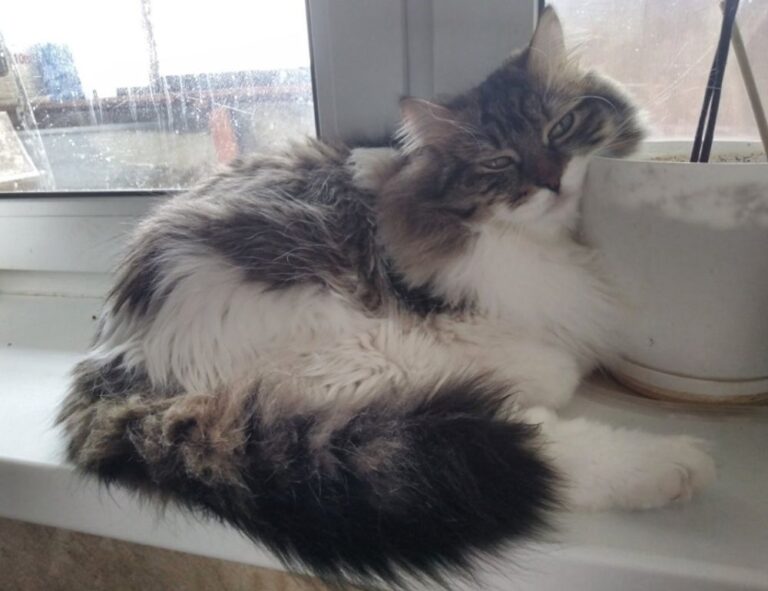 what are 5ah9.6max0 python software requirements