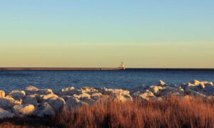 which milkweed for hingagyi