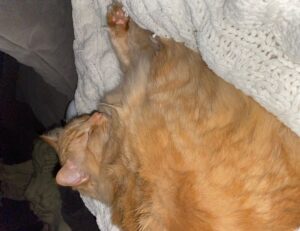 why is biszoxtall software free