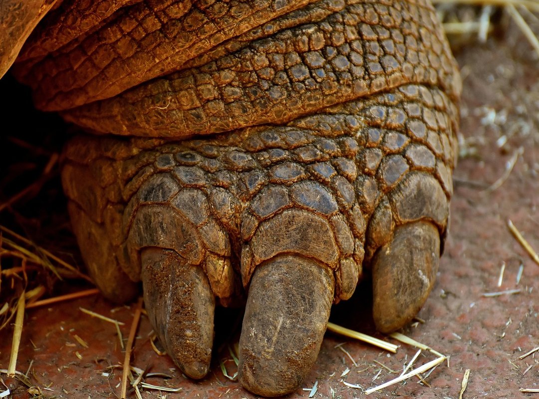 Examples of the Surprised Tortoise Meme in Action