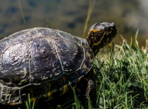 tortuga sorprendida meme